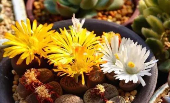 生石花怎么养得越来越大,生石花在室内怎么养