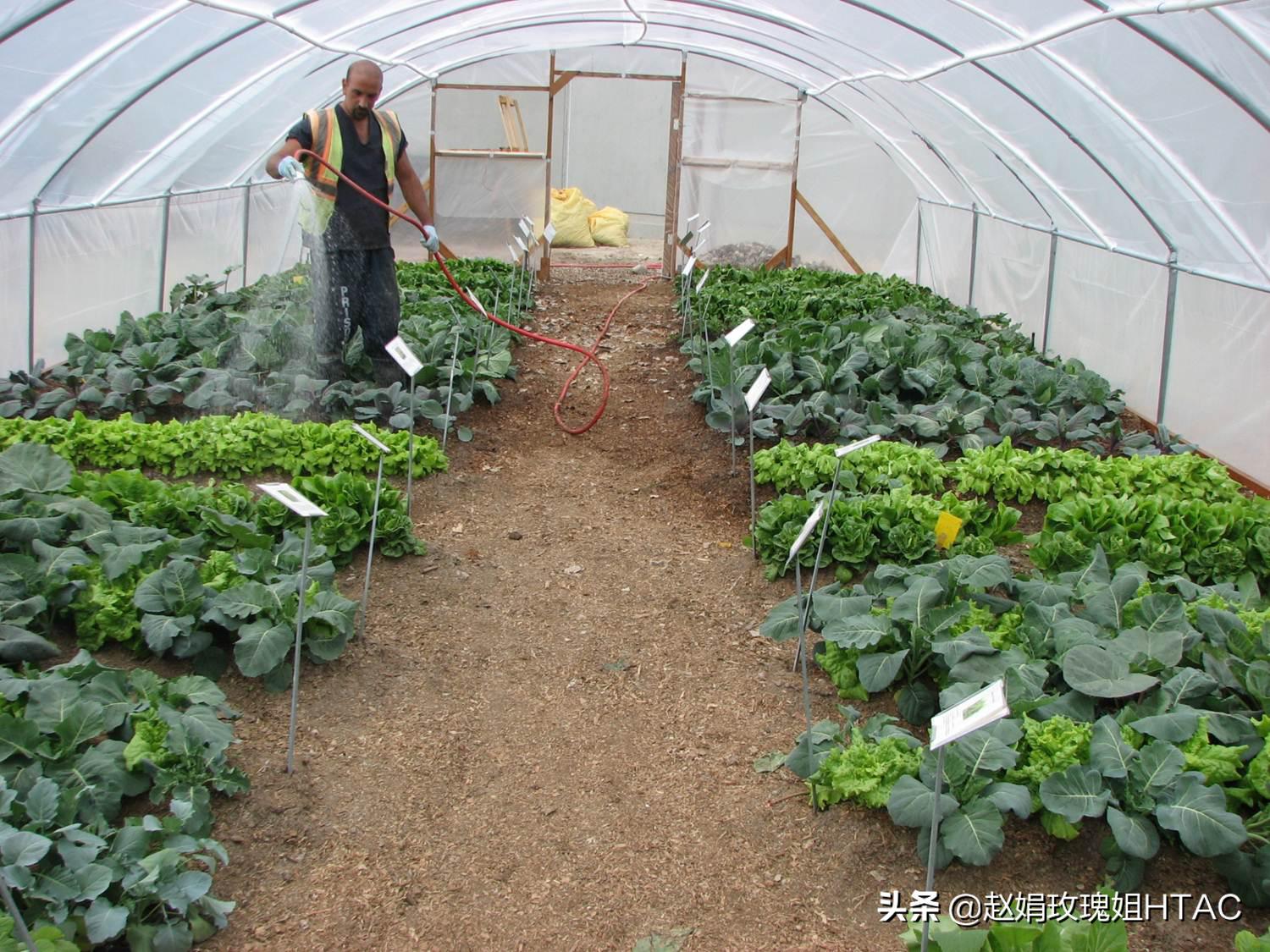 园艺疗法服务方案,园艺疗法治愈案例