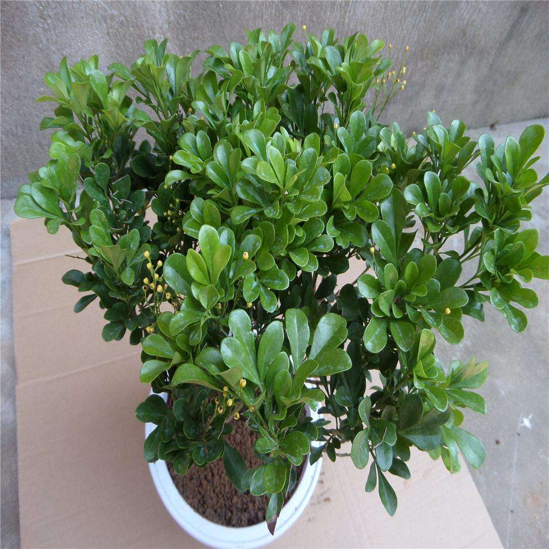 米兰花好养活吗怎么养护,米兰花容易养活吗怎么养