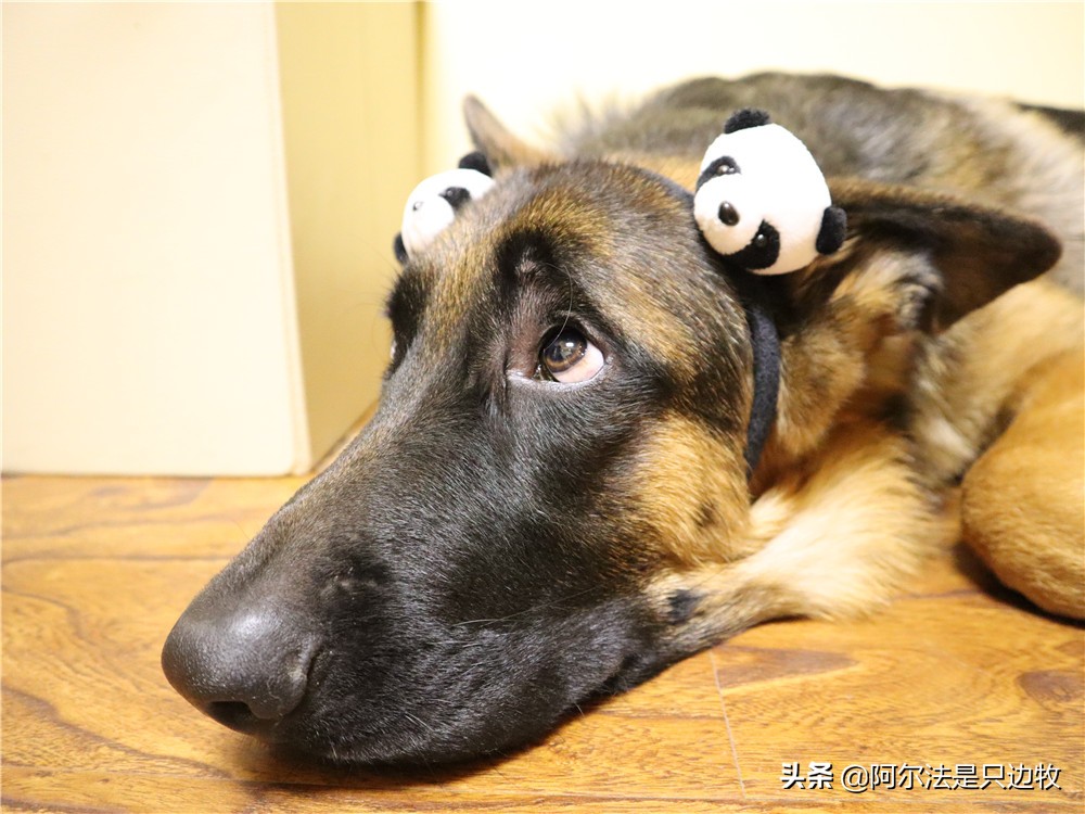 大德牧帅气时刻,大德牧可爱视频