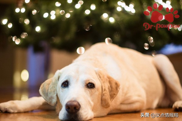 泰迪狗狗的脚红肿破皮怎么办,狗狗趾间炎怎么知道是不是过敏