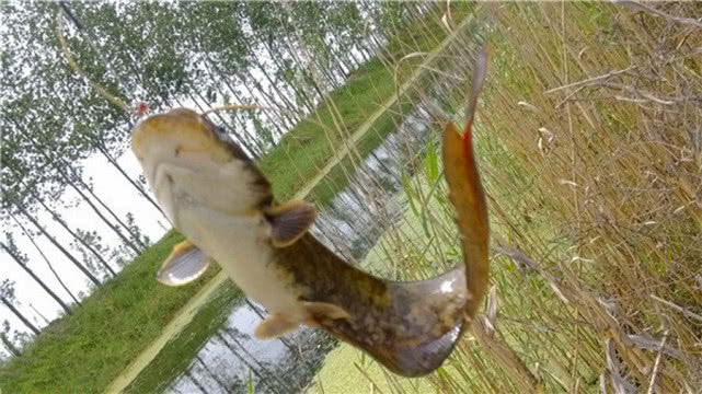 钓鱼人钓的是什么,钓鱼人就是这样收获满满