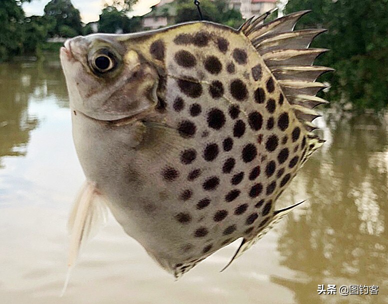 淡水中的汽水鱼,淡水汽水鱼有哪些