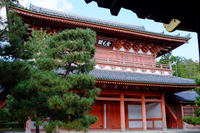 京都赏枫2022,京都赏枫必去景点有哪些好玩的