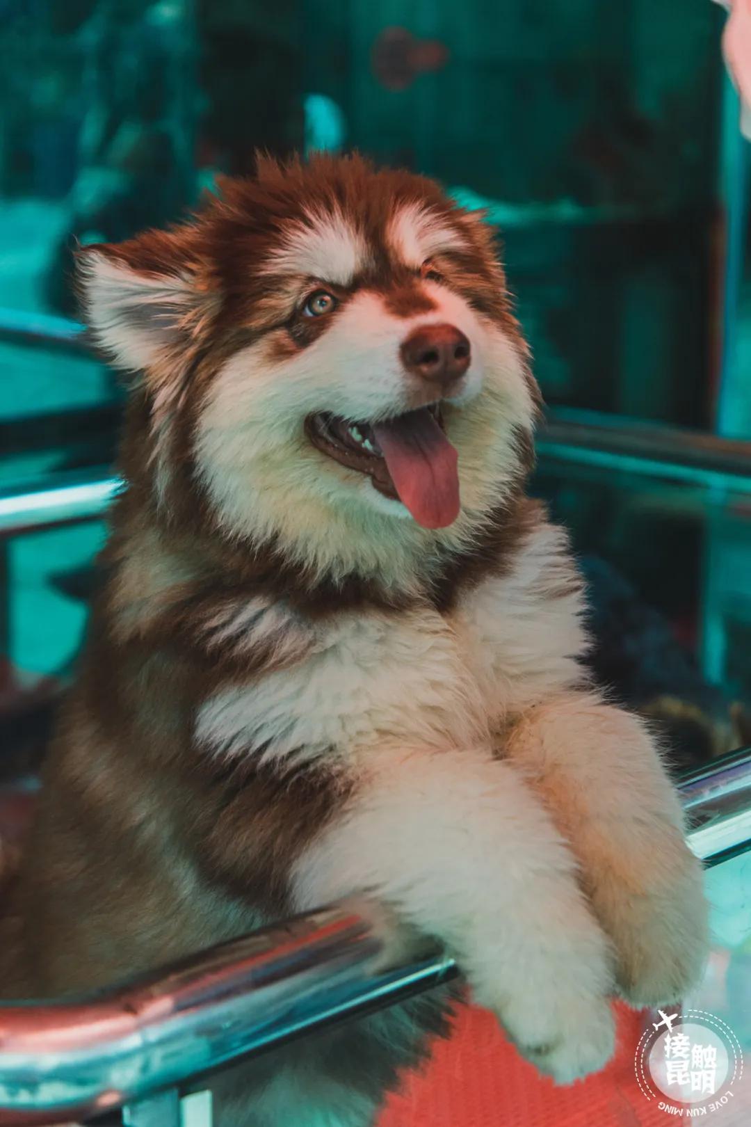 逛逛园博花鸟市场,园博花鸟市场攻略