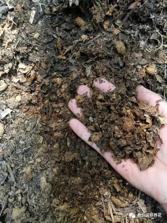 养蝴蝶兰花用营养土可以吗,养蝴蝶兰用苔藓还需要土吗