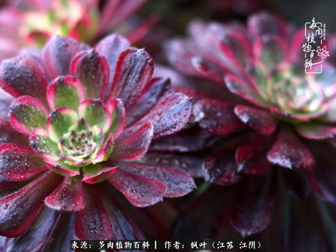 春有约，花不误，多肉与春天有个约会