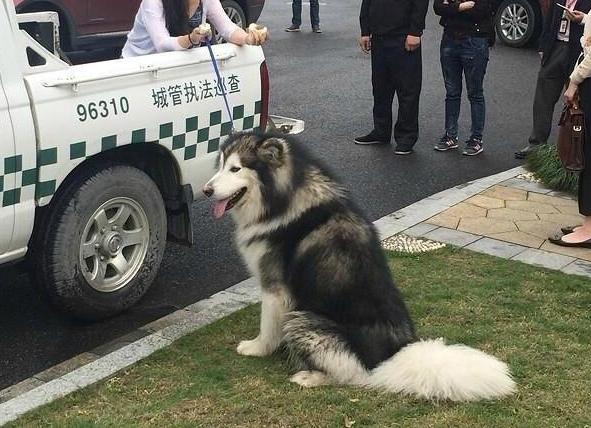 出门最适合带的狗,什么狗最合适出门带