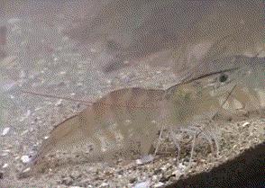 养殖南美白对虾如何调节水质,南美白对虾养殖过程中的水质管理