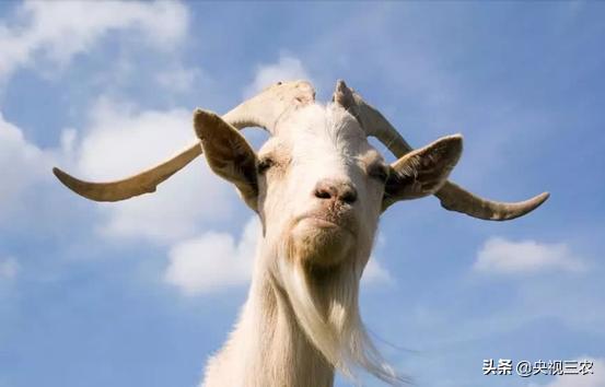 怎么辨别羊肉是山羊肉还是绵羊肉,羊肉是山羊肉好吃还是绵羊肉好吃