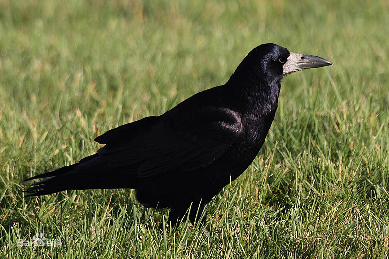 东江揽胜,惠州淡水常见鸟类图谱