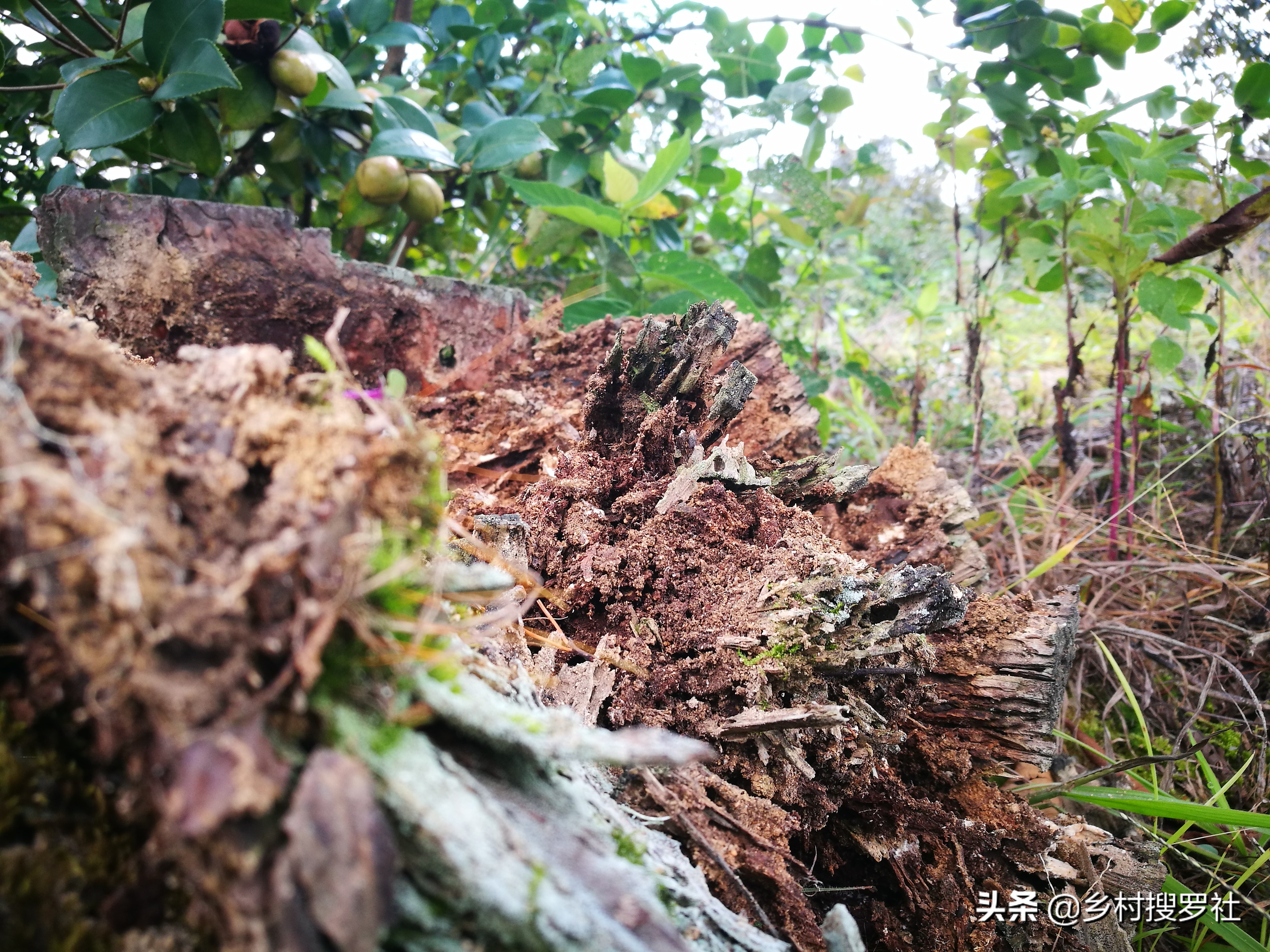 虫蛀木头可以养兰花吗,虫蛀的木头养花