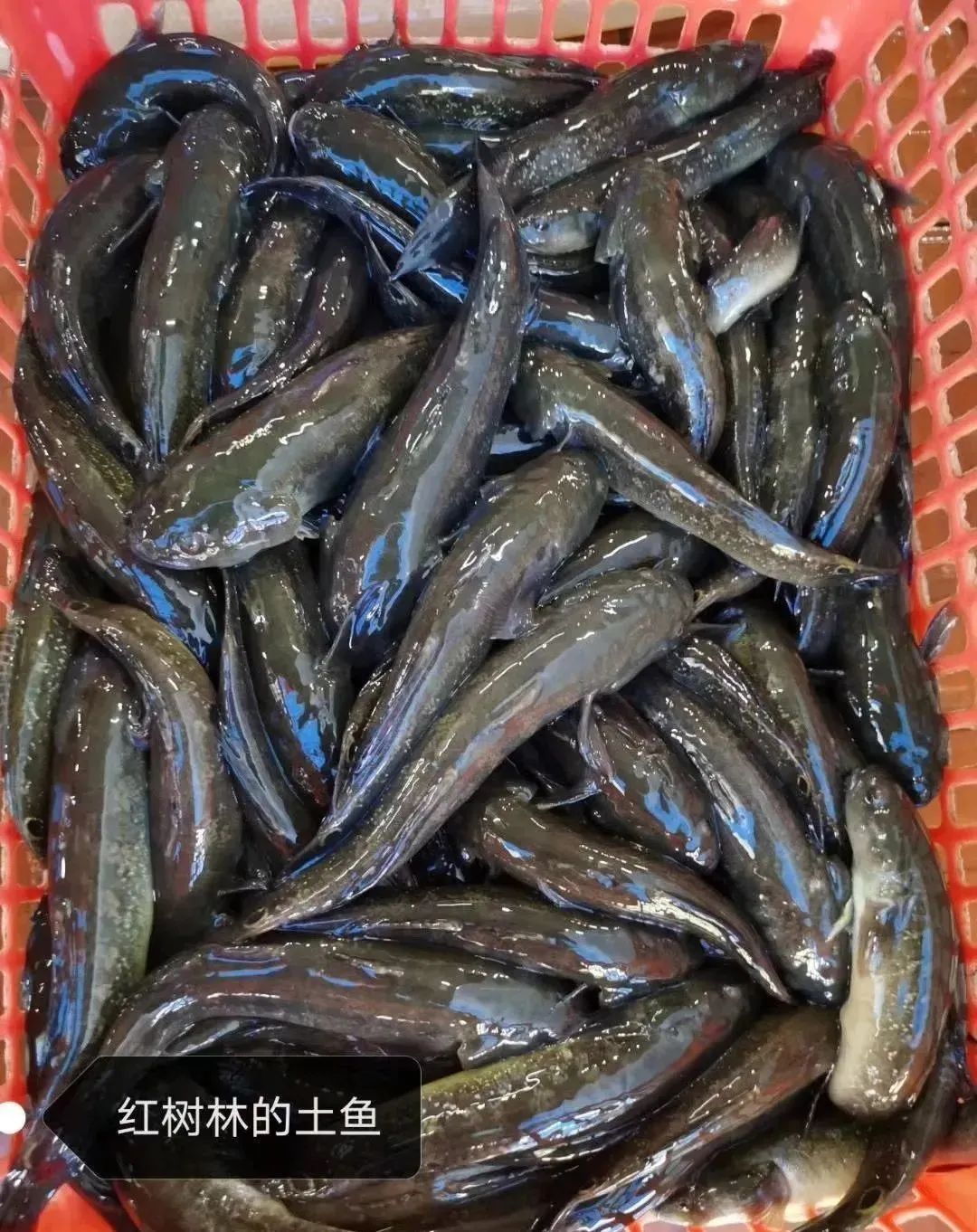 靠海吃海边海鲜,靠海吃海海鲜餐厅