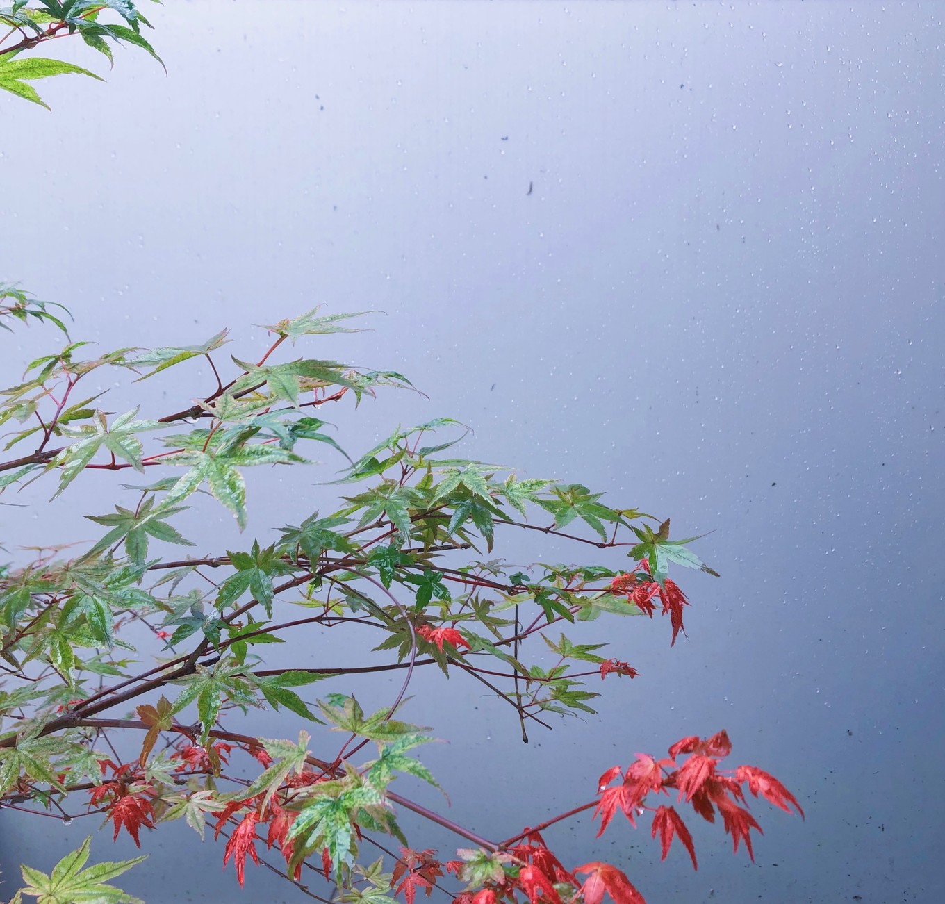 避暑攻略青城山,青城山踏青