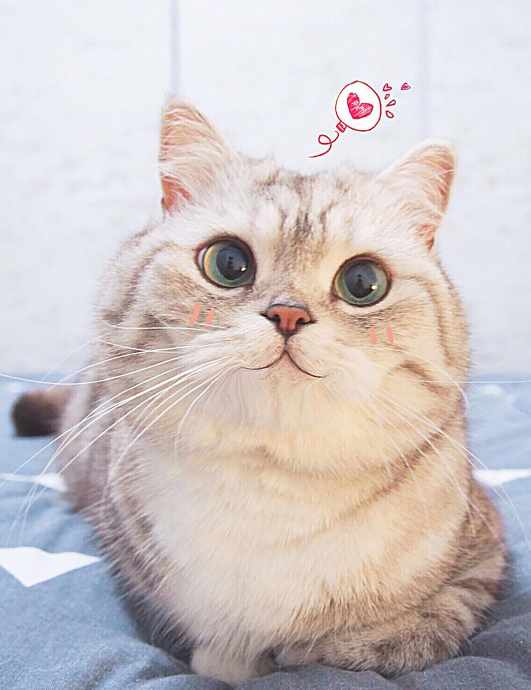 “喵“生绝育大事,腹腔镜下“微”察秋毫,让疼痛降到更低