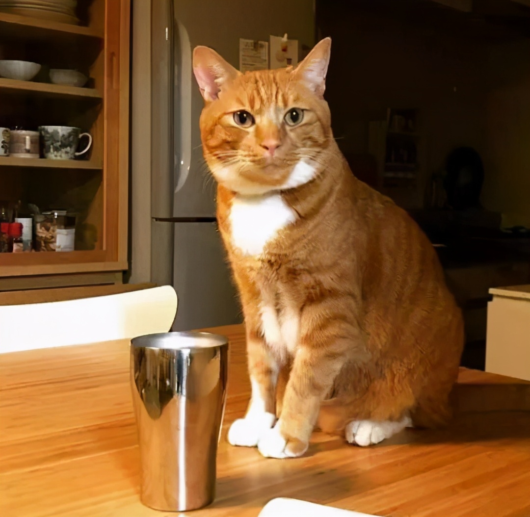 猫咪突然换主人会怎么样,猫咪换主人会想念以前的主人吗