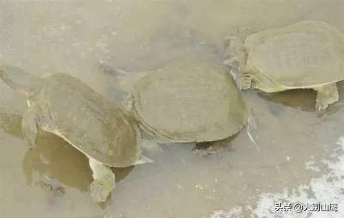 甲鱼好吃最简单的做法,甲鱼怎么样不腥