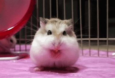 当它们在吃屎时,它们在吃什么?