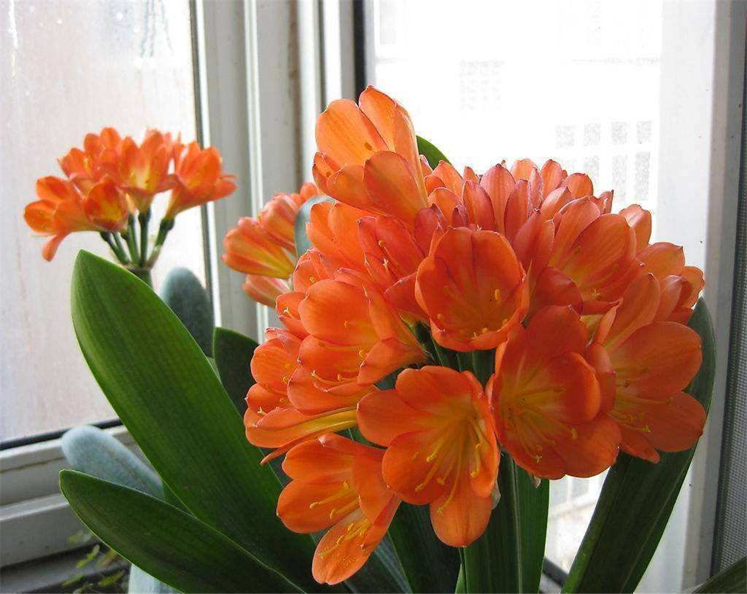 看看君子兰的浇水秘籍,给君子兰浇水牢记这5看