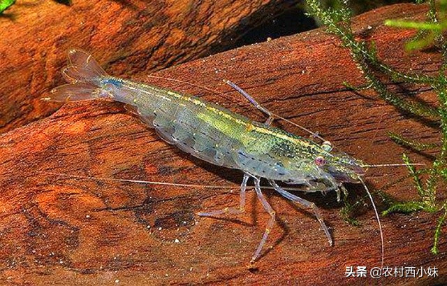 养观赏虾基本知识,观赏虾好养耐活