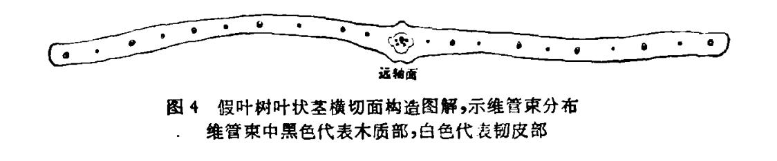 长着叶的模样，干着叶的活，为什么不给它叶的名分