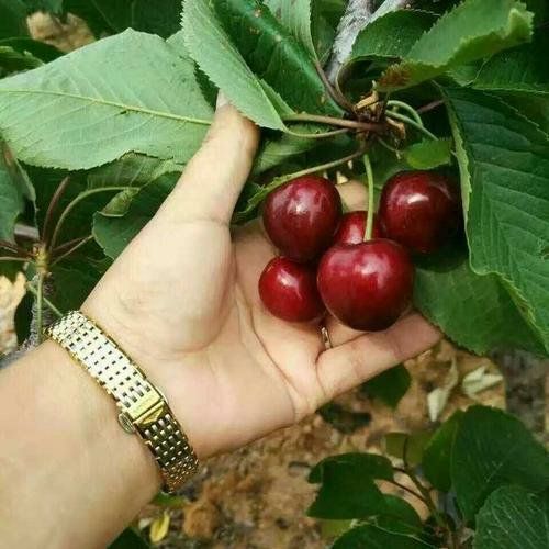 俄罗斯8号大樱桃优缺点,俄罗斯8号樱桃优点与缺点