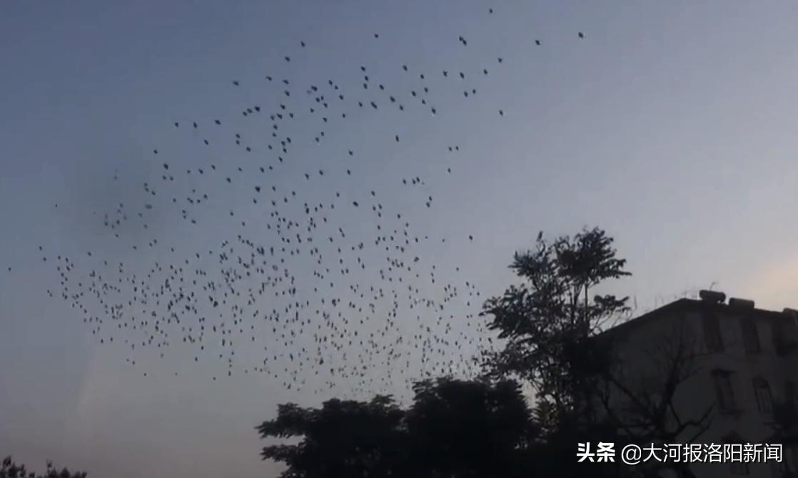 大量候鸟来洛阳越冬,候鸟迁徙壮观场面
