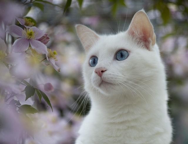 猫咪胡须的动作解释,猫咪胡须一长一短