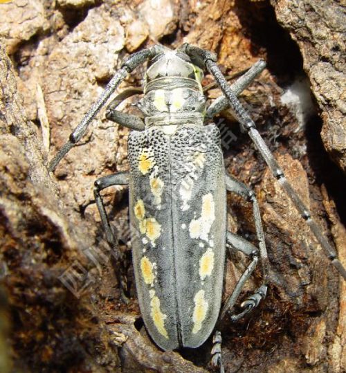 奈李管理完整视频,青奈李种植技术