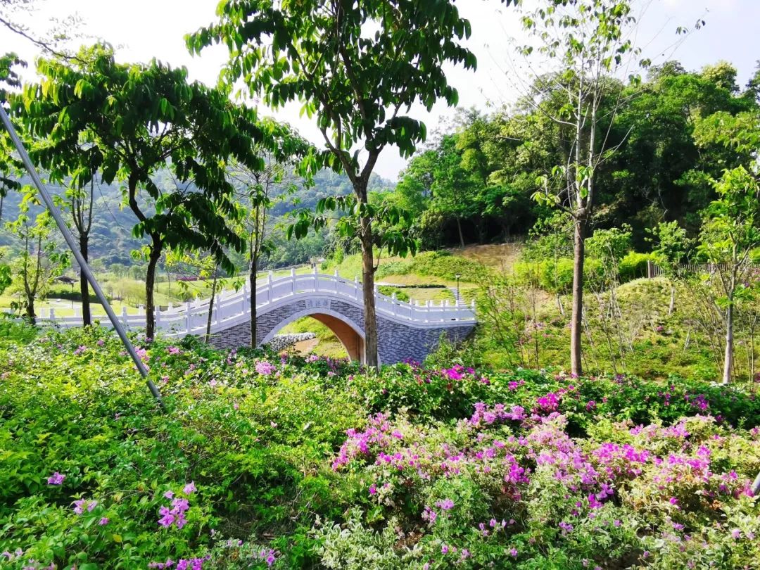 深圳最美簕杜鹃谷公园花海,宝安区花海赏花景点