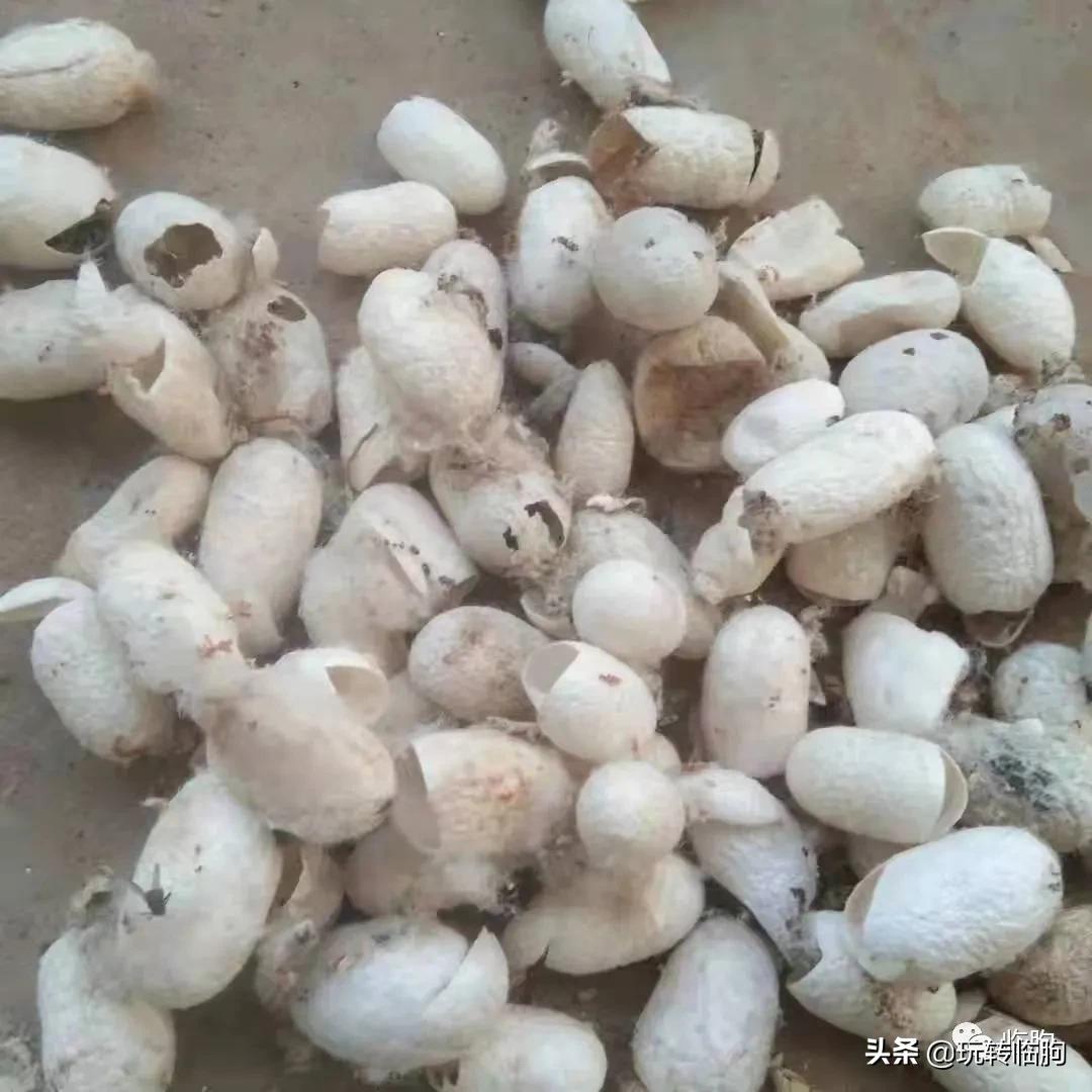 蚕农养蚕记,养蚕记朗读