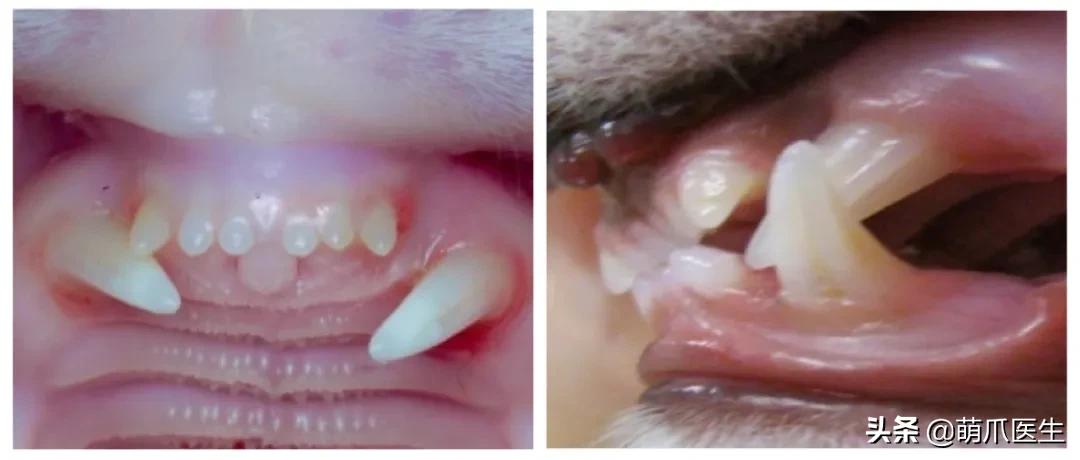 当一只猫有了脸,当一只猫长成了狗的样子