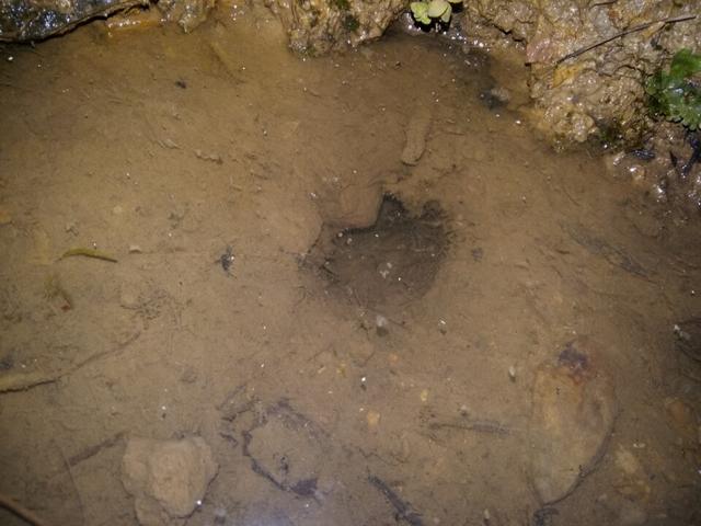 黄鳝钓法详细教程,钓黄鳝的正确钓法