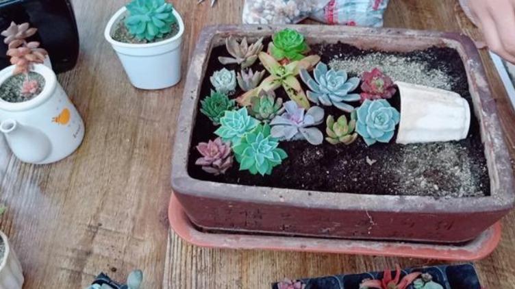 多肉树枝拼盘造景图片,怎么养成老桩多肉