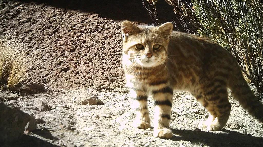 三菱帕杰罗凉车挂挡不走,三菱帕杰罗v93落地价