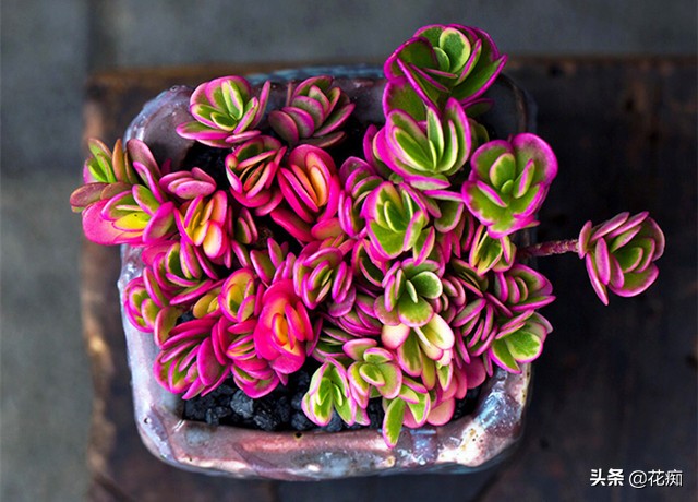 最好养又漂亮的太阳花,死不了的太阳花种子造型