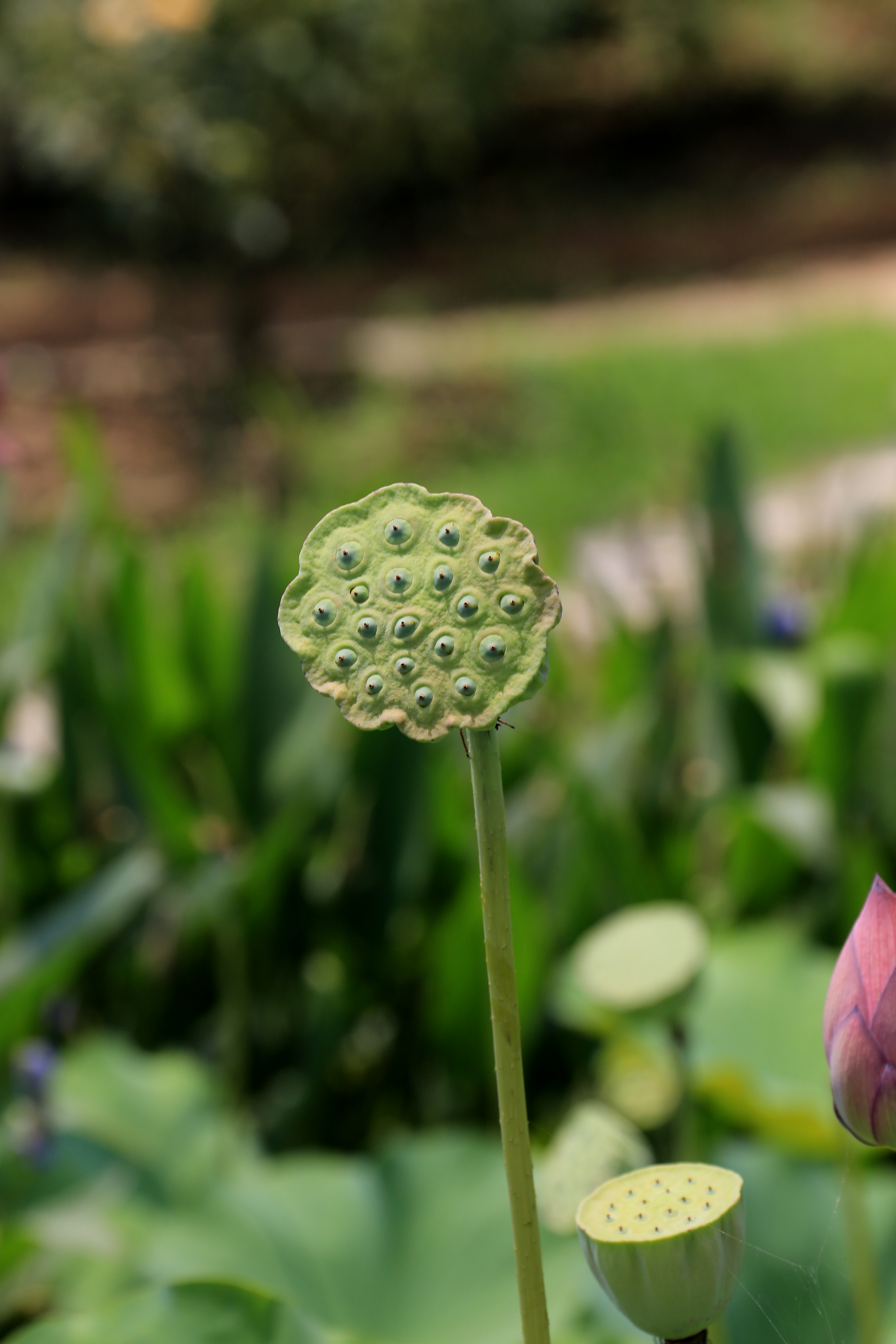 草原夜色美口琴视频,草原夜色美口琴音乐