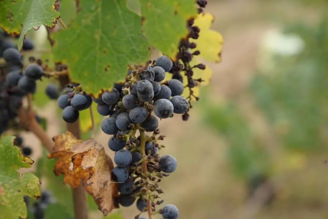 中国宁夏葡萄酒走向世界,宁夏葡萄酒从这里走向世界