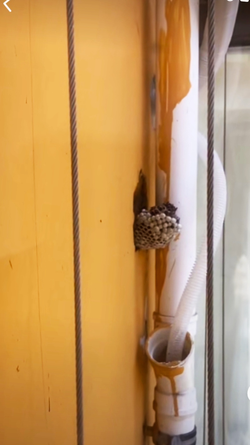 农村室内出现马蜂窝不要怕，3种方法轻松解决，注意安全操作