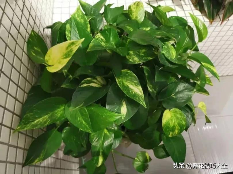 绿萝怎么修剪扦插成活率高,绿萝要剪多长的枝来扦插