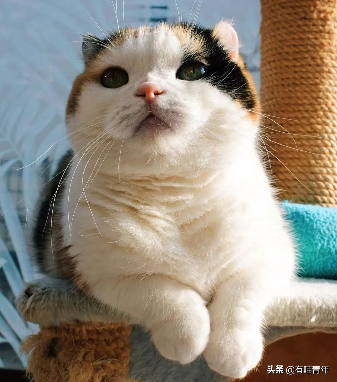 漂亮的三花猫欣赏,最迷人的三花猫