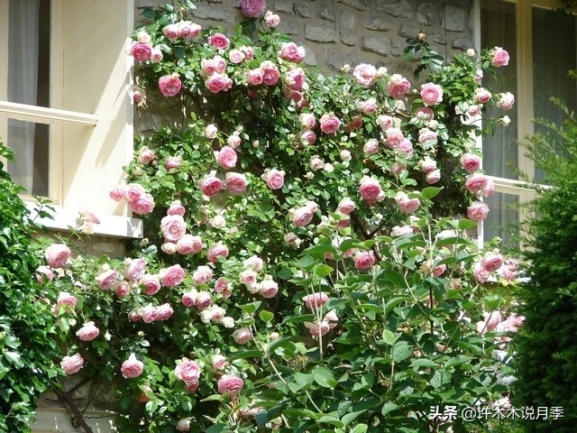 最好种植的藤本月季，种下一颗小苗，收获一片花海