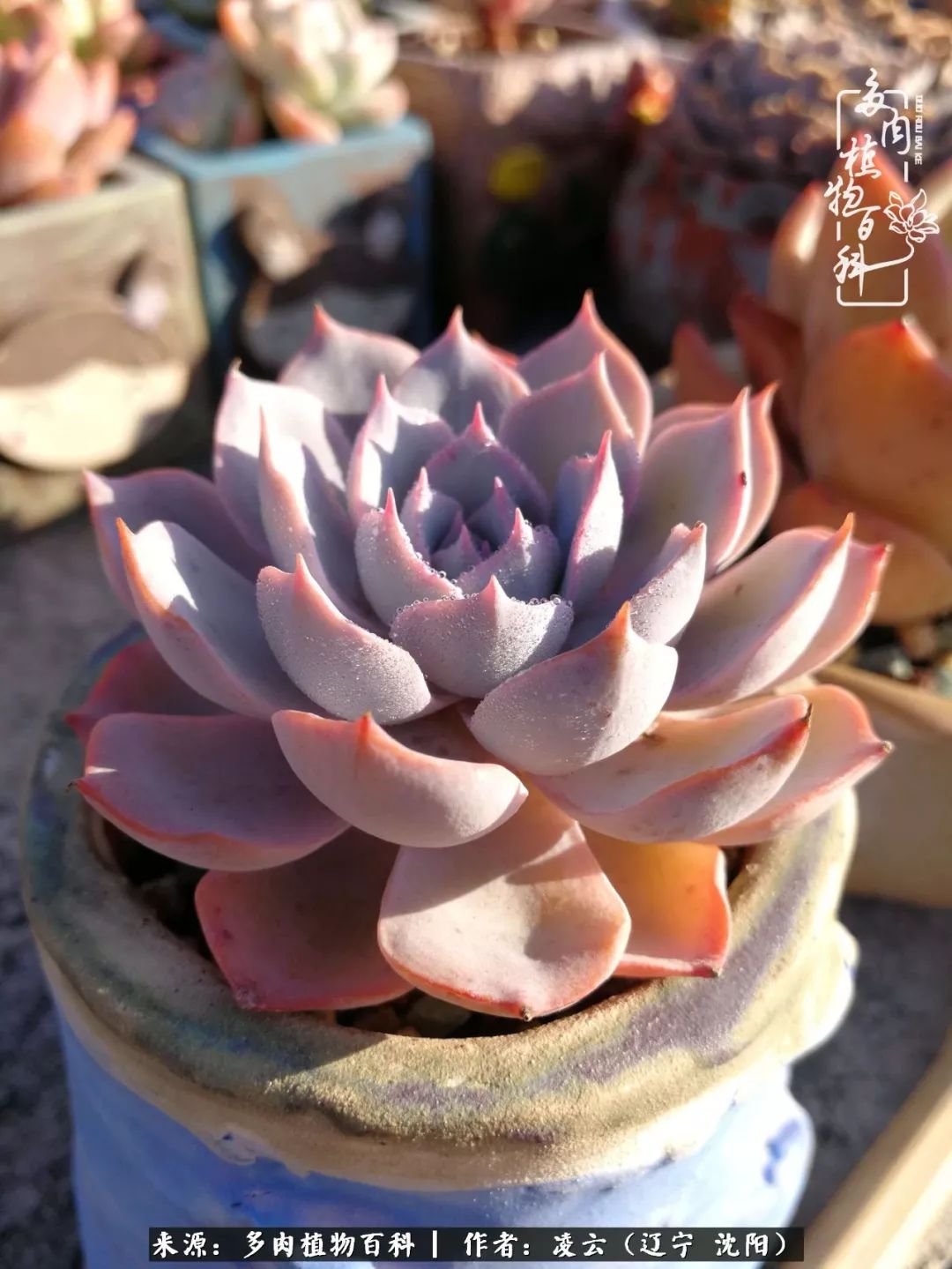 秋闲赏多肉，话育儿，亲生的自家娃，总有一刻让你怦然心动