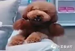 泰迪犬有这几种行为,泰迪犬对主人有感情吗