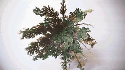 mojito澶忓ぉ绌挎惌,mojito澶忓娓呯埥