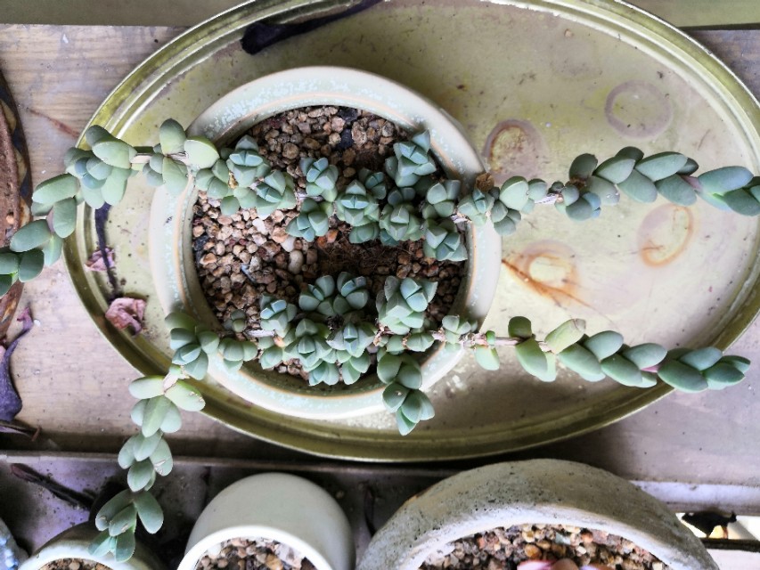 从鼻屎苗到老桩，时光里的蜕变