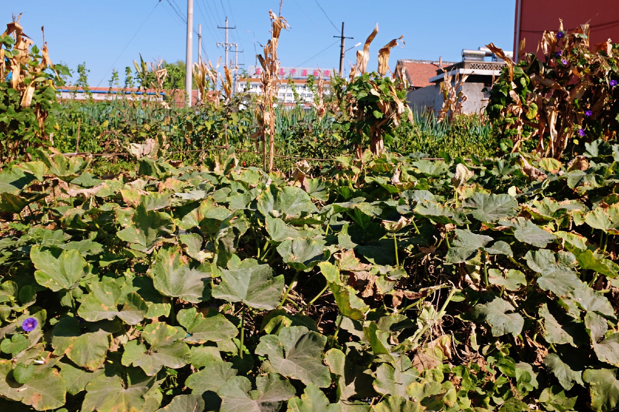 玉田净觉寺景点,唐山净觉寺三大奇观