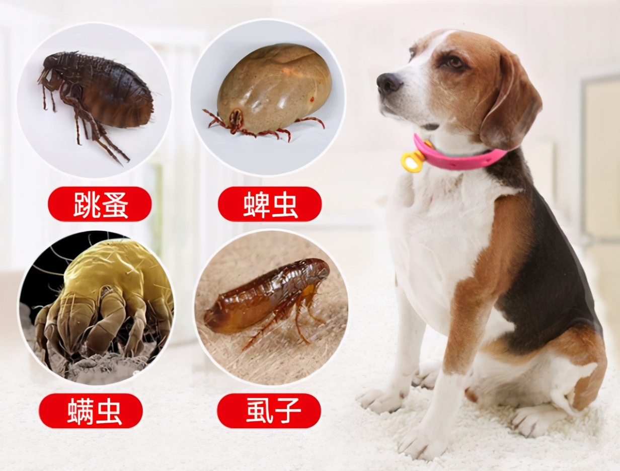 幼猫去跳蚤小偏方,消除屋里跳蚤的小偏方