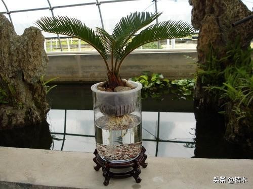 办公室大盆水培植物推荐,办公室水培富贵竹一般养几根最好