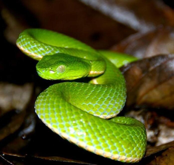 我与竹子故事50字,我和龙井茶的故事大全